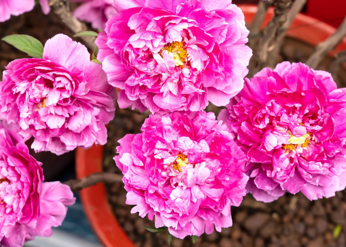 Harus Punya! Ini 6 Tanaman Hias Bunga yang Cantik Pembawa Keberuntungan, Bawa Hoki Sepanjang Tahun