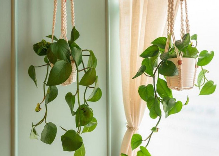 Hunian Estetik Bebas Polutan, 6 Pilihan Tanaman Hias Gantung Pembersih Udara untuk Dipajang di Dalam Rumah