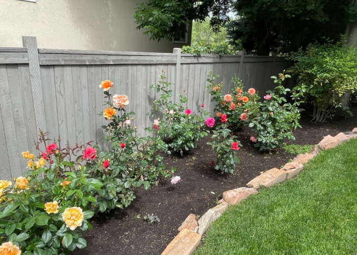Rumah Jadi Lebih Hidup! Ini Tanaman Hias Bunga yang Cantik dan Mudah Dirawat, Pemula Wajib Tahu