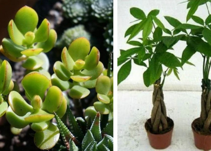 Kupas Fakta Dari Mitos 4 Tanaman Hias Pembawa Keberuntungan 2026, Ternyata Ini Faktanya!