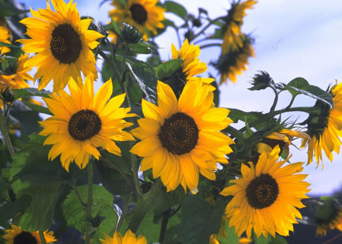 Bawa Rezeki ke Usaha Kamu, Tanam 3 Tanaman Hias untuk Halaman Kantor ini Sekarang Juga!