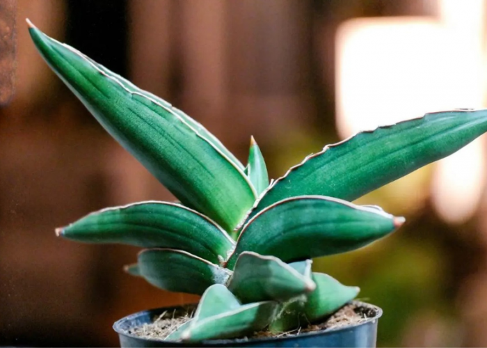 Jangan Salah Pilih, 5 Jenis Sansevieria Ini Bikin Rumah Lebih Cantik, Sehat, Berkelas dan Makin Nyaman