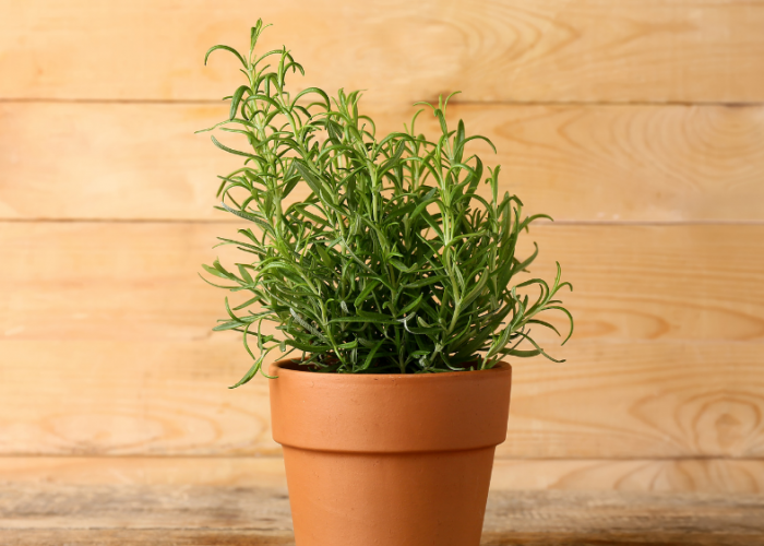 Bukan Racun! 5 Tanaman Hias Ini Ternyata Paling Ampuh & Ditakuti Tikus di Dalam Rumah