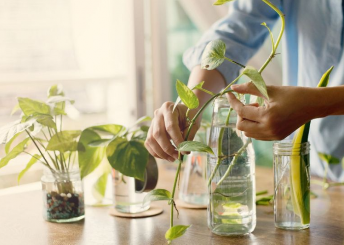 Rekomendasi 10 Tanaman Hias Hidroponik Pembersih Udara Estetik, Minimalis, dan Bisa Dipajang di Vas Bening