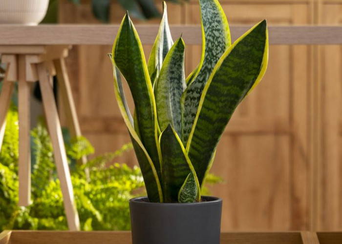 Belum Banyak yang Tahu! Rahasia Hunian Adem dan Damai, 5 Tanaman Hias Depan Rumah Pembawa Energi Positif