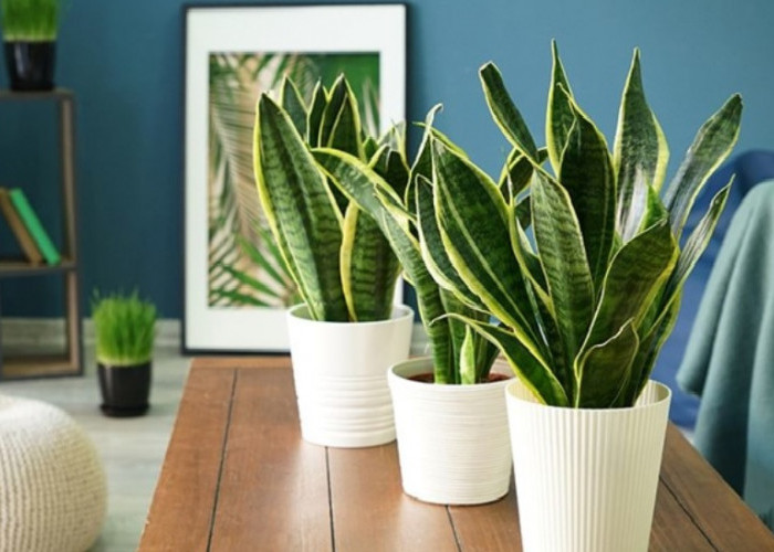 Ingin Rezeki Mengalir Deras, Simak 5 Daftar Tanaman Pembawa Berkah yang Wajib Ada di Hunian Rumah