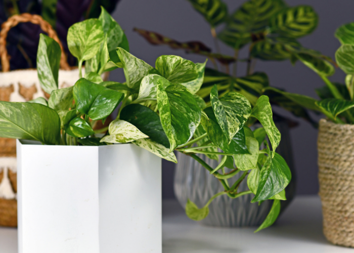 Rahasia Rumah Sejuk dan Sehat, Berikut 7 Tanaman Hias Ini Bikin Udara Lebih Bersih!