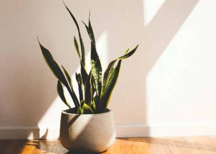 7 Tanaman Hias Pembawa Keberuntungan yang Bikin Rumah Lebih Cantik, Sejuk dan Penuh Energi Positif Setiap Hari