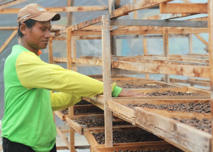 Kopi Khas Majalengka Berpotensi Meningkatkan Perekonomian