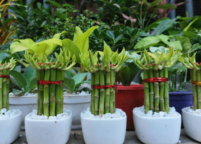 Rahasia Energi Positif dan Keberuntungan, Inilah 5 Tanaman Hias Pembawa Hoki yang Mudah Dirawat di Rumah