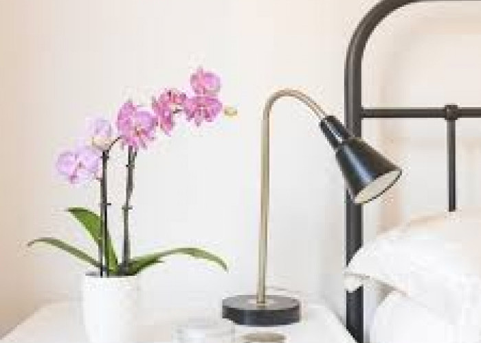 Bikin Tidur Lebih Berkualitas! 5 Tanaman Indoor Penghasil Oksigen di Malam Hari yang Ideal untuk Kamar