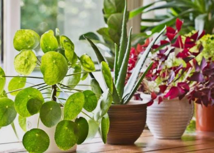 8 Pilihan Tanaman Hias Pembawa Kekayaan & Rezeki Ini Mudah Dirawat, Bisa Menyaring Udara dan Estetik 