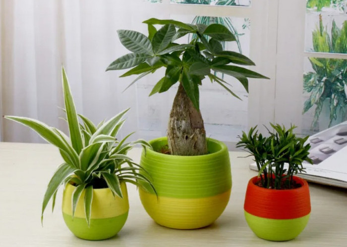 5 Tanaman Pot Minimalis Dalam Ruangan, Solusi Dekorasi Hemat Tempat yang Bikin Betah di Rumah