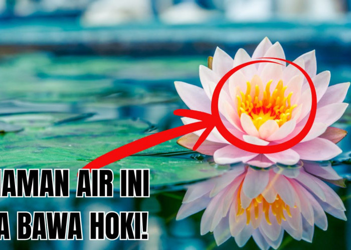 Bawa Rezeki Dari Gerbang Rumah, Tanam 3 Rekomendasi Tanaman Hias Pembawa Hoki di Halaman Ini Sekarang Juga!