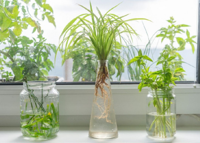 7 Rekomendasi Tanaman Hias Hidroponik yang Mudah Dirawat Serta Hemat Tempat, Cocok untuk Hunian Minimalis