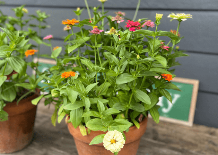 Gak Perlu Ribet Urus Tanaman! Ini 6 Tanaman Hias Outdoor Minim Perawatan yang Cocok untuk Pemula