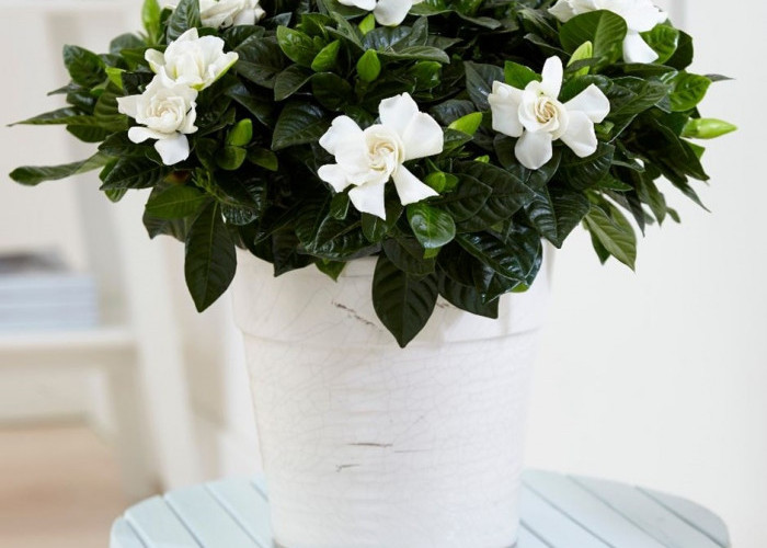 Minimal Punya 1! Ini 5 Tanaman Hias Indoor Penyerap Bau Tak Sedap, Rumah Segar dan Makin Nyaman