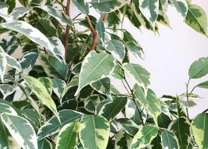 Jangan Asal Taruh, Tanaman Favorit Ini Dinilai Membawa Sial dan Mengganggu Harmoni, Emosi serta Rezeki Rumah