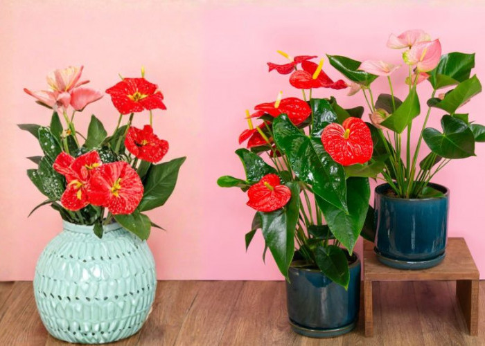 6 Tanaman Hias Indoor Pembawa Keberuntungan untuk Rezeki, Kesehatan, Rumah Harmonis dan Pikiran Lebih Tenang