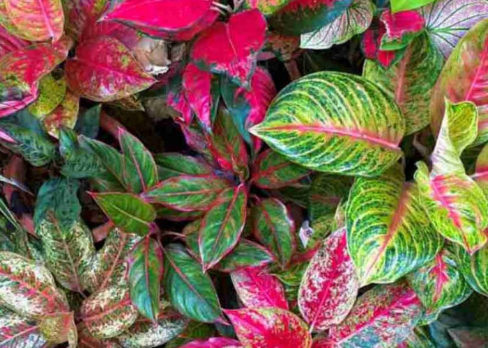 5 Tanaman Hias Pembawa Keberuntungan Menurut Feng Shui, Cocok untuk Dekorasi Indoor dan Outdoor