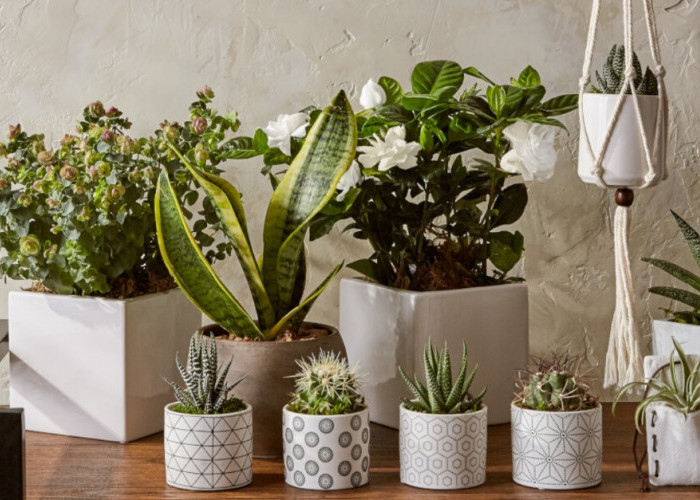 Rezeki Langsung Mengalir Deras! Ini 6 Tanaman Hias Pembawa Keberuntungan yang Juga Bisa Usir Energi Negatif