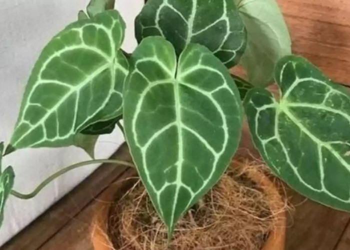 Tampilan Mewah dan Suasana Lebih Tenang, Inilah 6 Tanaman Hias Outdoor Pembawa Rezeki Eksklusif yang Estetis