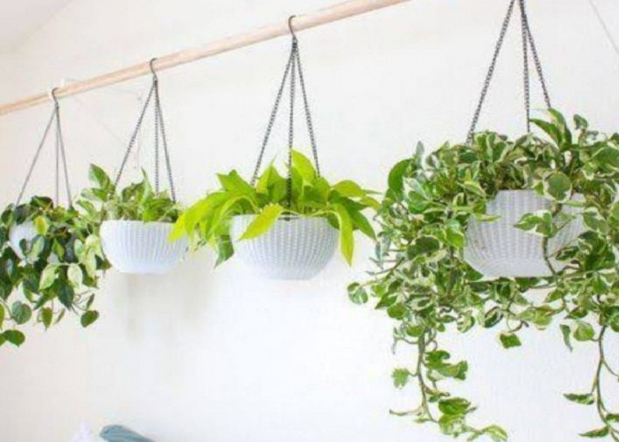 Rekomendasi 5 Jenis Tanaman Hias Gantung yang Cocok untuk Mempercantik Hunian, Bisa untuk Indoor dan Outdoor