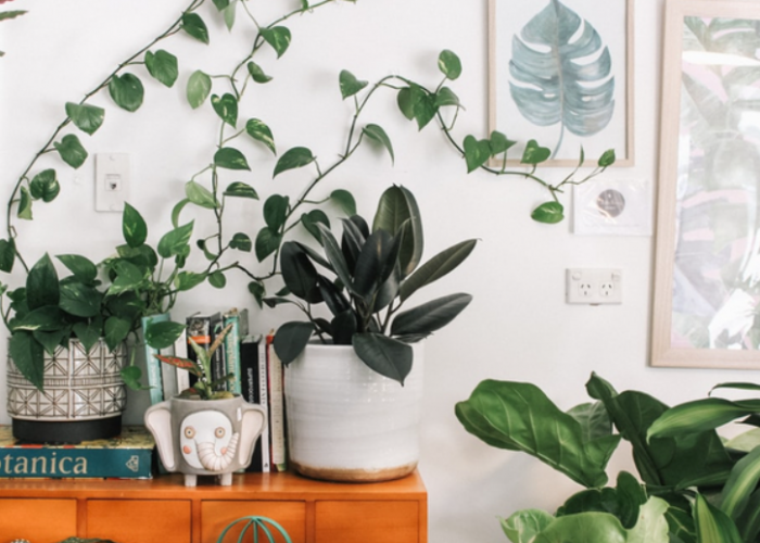 Menarik Berkah dan Kekayaan Melimpah, 10 Tanaman Hias Pembawa Rezeki Menurut Islam dan Feng Shui di Rumah