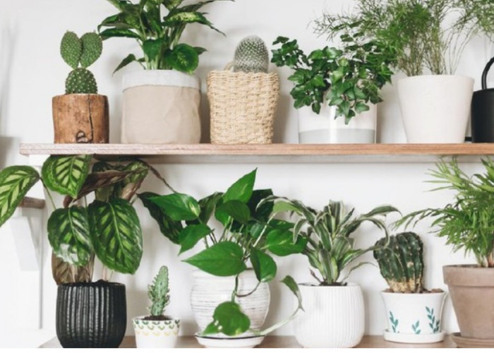 Minimal Punya 1 Jenis, Ini 5 Tanaman Hias Hidroponik Pot Minimalis untuk Rumah Rapi dan Segar