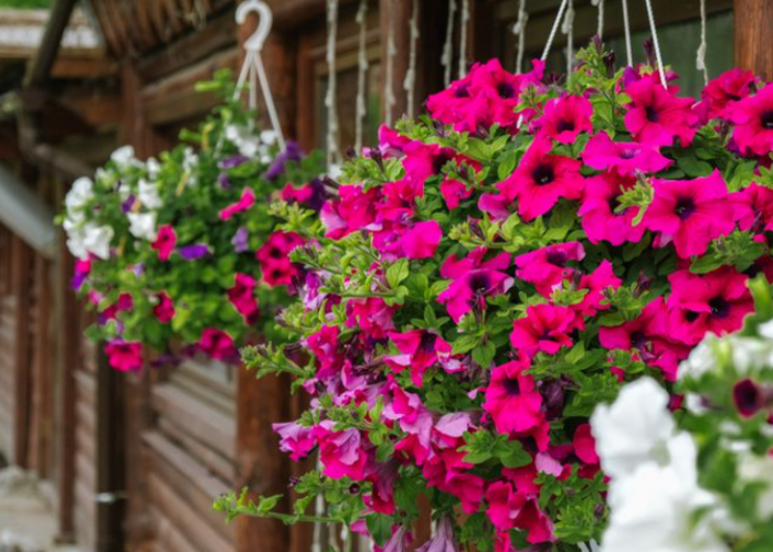 Tahan Panas dan Hujan Badai, 7 Jenis Tanaman Hias gantung untuk Dekorasi Outdoor, Bikin Teras Rumah Estetik