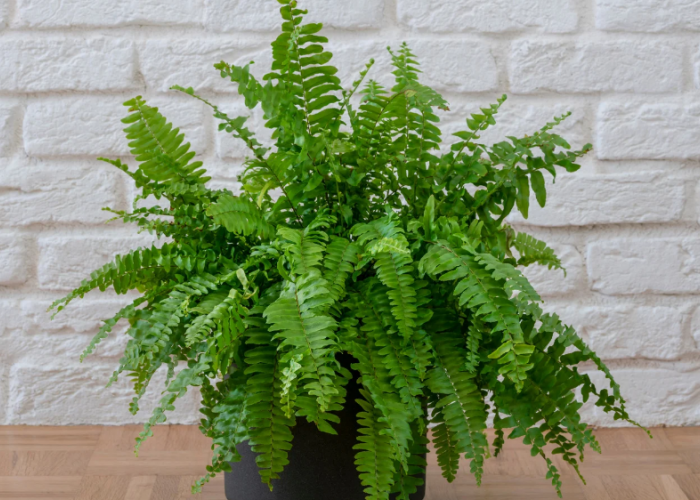 6 Tanaman Hias Indoor Penyerap Polutan, Bikin Udara Rumah Lebih Sehat dan Segar Setiap Hari!