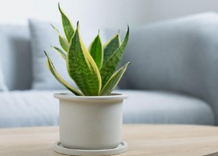 8 Rekomendasi Tanaman Hias Pembawa Keberuntungan, yang Perawatannya Mudah dan Cocok Jadi Dekor Interior