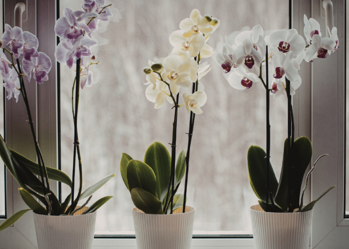 Bikin Rezeki Lancar! Simak 7 Tanaman Hias Pembawa Kekayaan yang Mudah Dicari