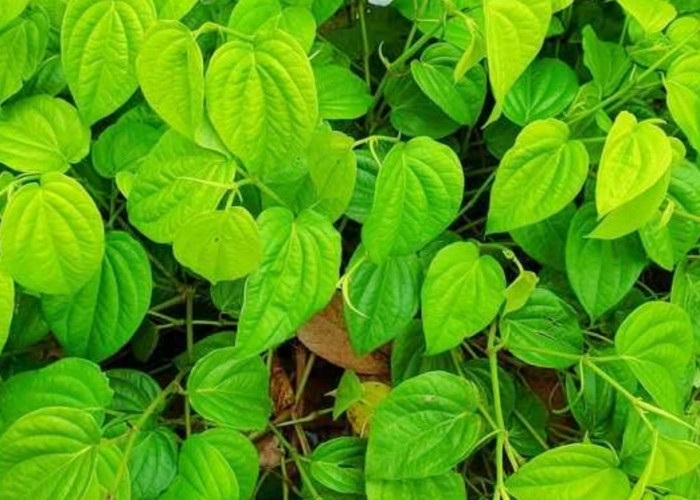 5+ manfaat dan khasiat daun sirih buat kesehatan tubuh!