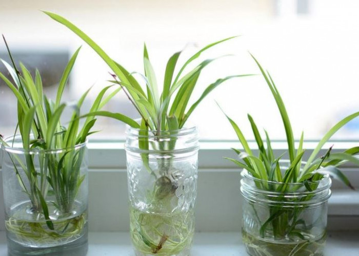 5 Tanaman Hias Hidroponik Ini Cocok Untuk Ruangan Kecil Indoor, Buat Rumah Estetik & Minim Perawatan