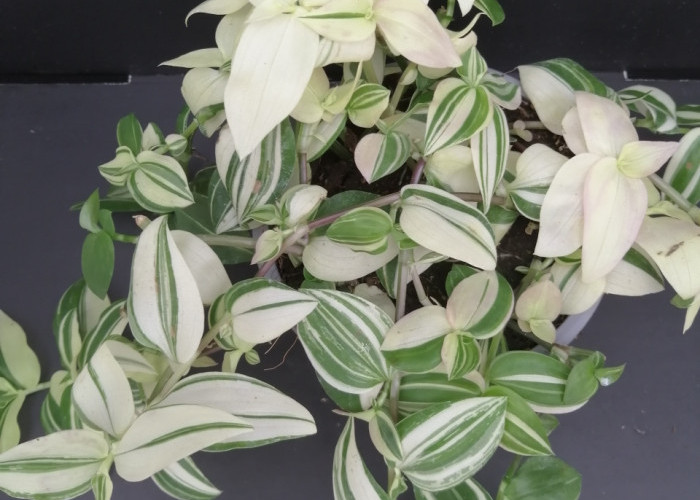 Gak Perlu Mahal! Ini 5 Tanaman Hias yang Cocok untuk Teras Depan Rumah yang Cantik, Estetik & Low Budget