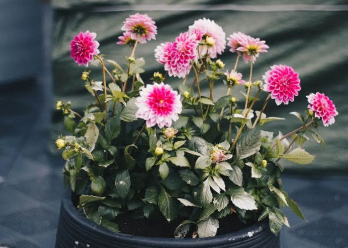 Bukan Sekadar Hiasan, Ini 7 Tanaman Indoor yang Efektif Membersihkan Udara Rumah dan Kurangi Polusi