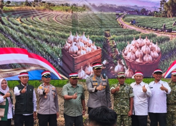 Majalengka Genjot Pengembangan Bawang Putih, Dukung Swasembada Pangan Nasional