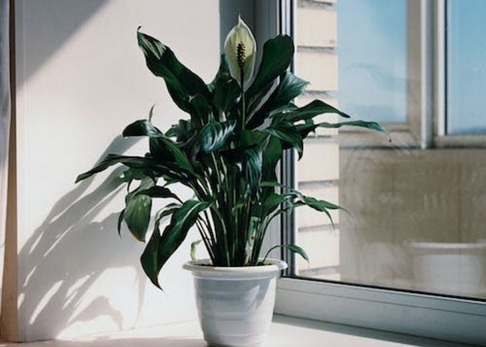 7 Tanaman Indoor yang Bisa Datangkan Hoki Menurut Feng Shui, Bikin Rezeki Lancar & Penuh Energi Positif