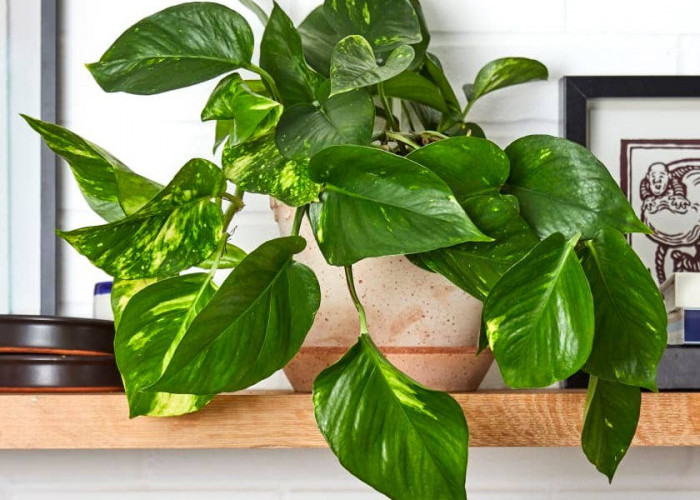 Belum Banyak yang Tahu! Ini 5 Tanaman Hias Penarik Rezeki yang Cocok untuk Dekorasi Interior Rumah Estetik