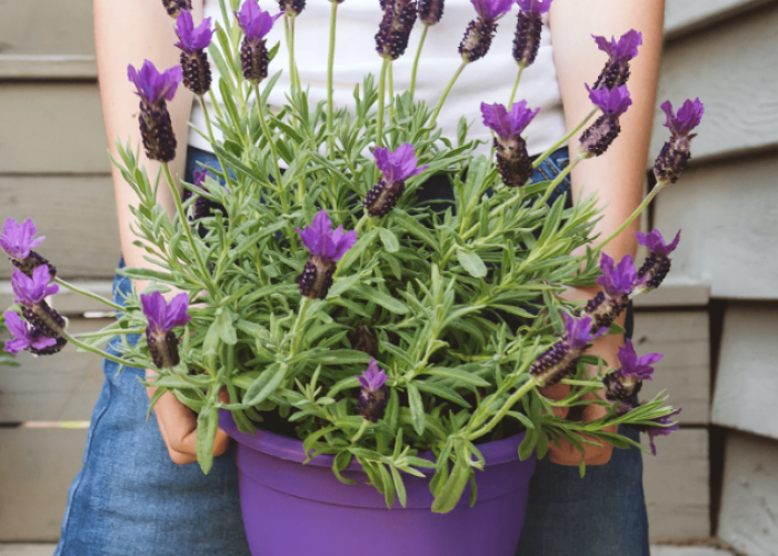 Rahasia Feng Shui : Daftar 4 Tanaman Hias Dapur Bikin Rezeki Ngalir Sambil Masak Di Dapur