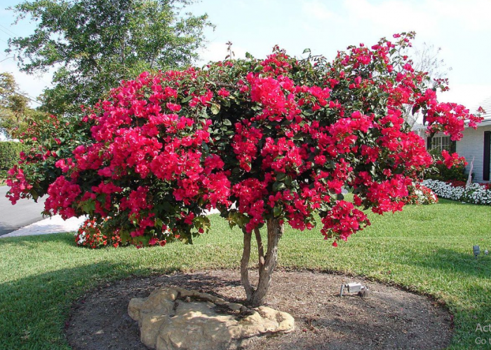 Jangan Salah Pilih! Ini 10 Tanaman Hias yang Ternyata Tidak Cocok di Dalam Rumah