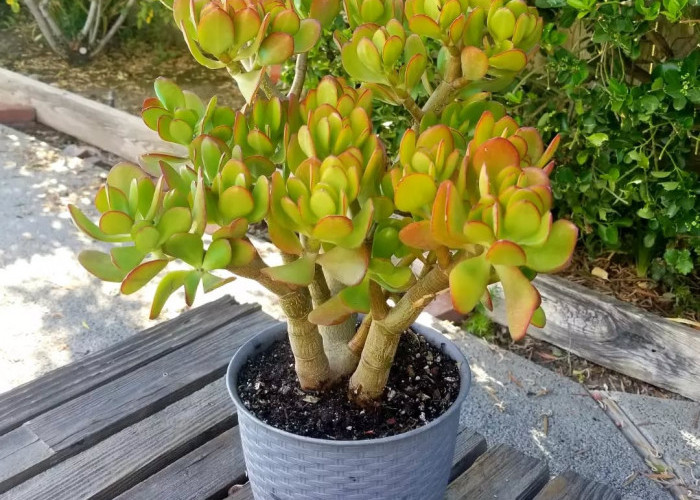 Bawa Berkah & Kelancaran Finansial, Ini 5 Tanaman Hias Depan Rumah Pembawa Rezeki yang Cocok Ditaruh di Teras