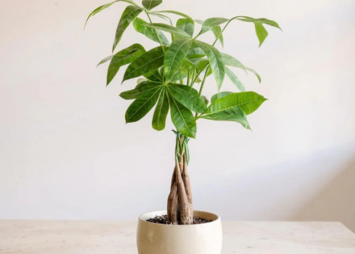 Bukan Sekadar Hiasan, 5 Tanaman Feng Shui Dipercaya Tanaman Pembawa Keberuntungan yang Wajib Ada di Rumah!