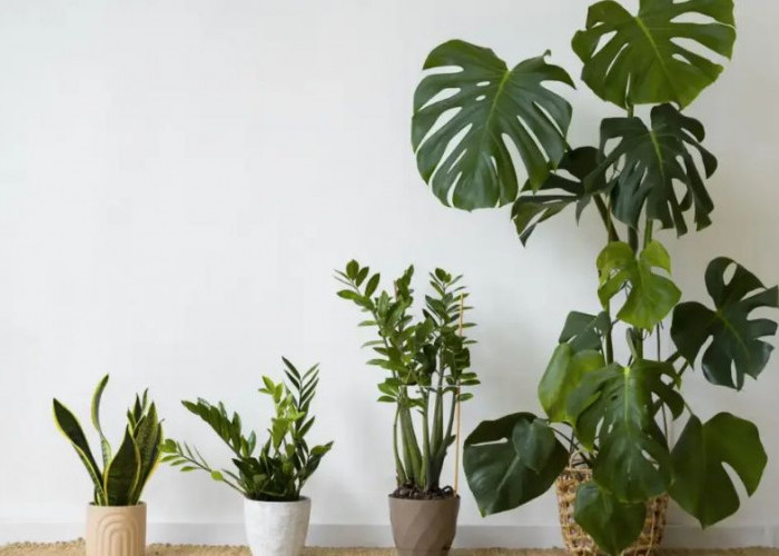 Percantik Interior Rumah dan Tambah Energi Positif, Inilah 6 Tanaman Hias Indoor Favorit Pembawa Rezeki