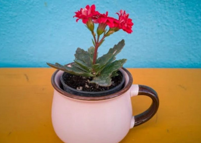 Stres Kerja Berkurang, Ini 8 Pilihan Tanaman Meja Kantor yang Cantik, Praktis dan Menenangkan