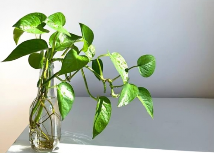 Bisa Mengundang Keberuntungan ke Rumah, Berikut 6 Tanaman Hias Pembawa Hoki yang Cocok Jadi Dekorasi Interior