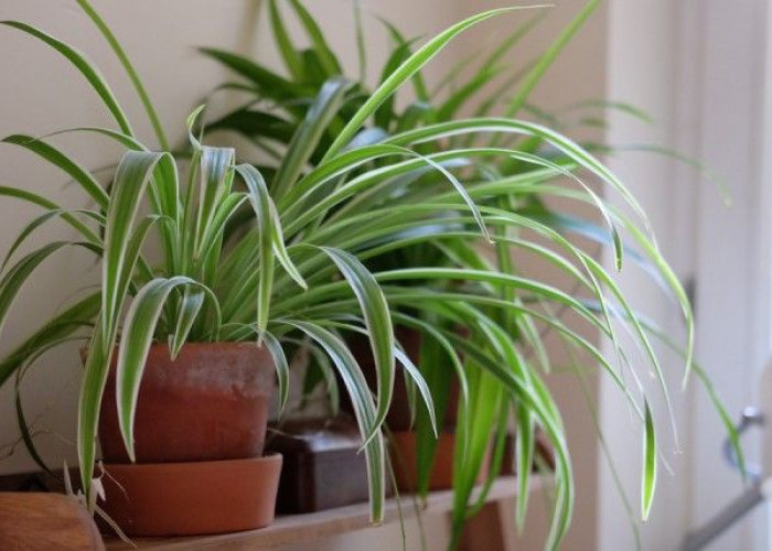 Rumah Makin Sehat! Ini Tanaman Hias Indoor Pembersih Udara Paling Ampuh