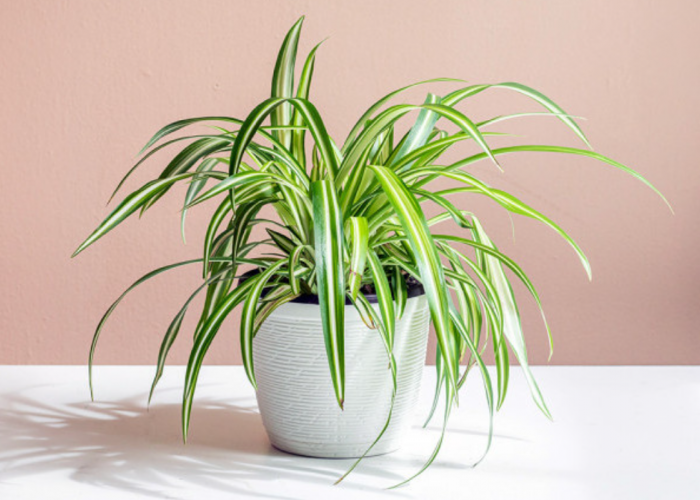 6 Macam Tanaman Hias Indoor Menurut Feng Shui Bisa Berikan Rezeki Pada Pemiliknya, Letakan di Sini!