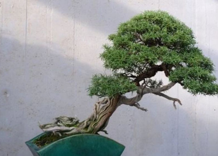Ingin Rawat Bonsai Tanpa Ribet? Ini Lima Tanaman Mini Bersahabat untuk Pemula dari Larch hingga Jade
